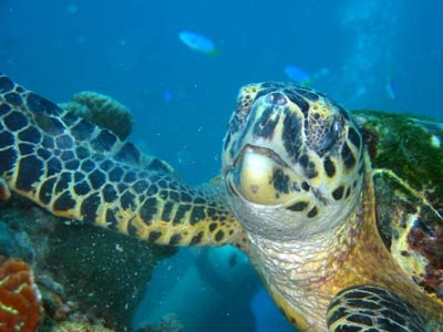 A close-up, straight-on shot of a turtle feeding on the       
        coral
