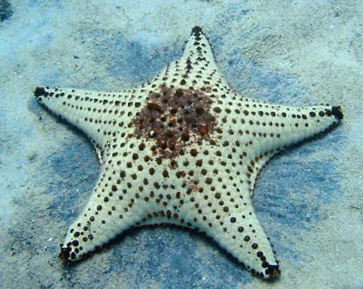 Black and white patterned starfish